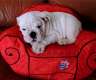 WHITE  Englisch Bulldogge Welpen...